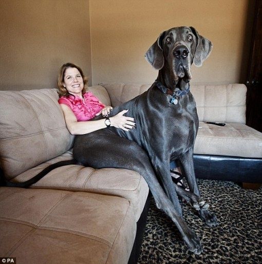 great dane dogs