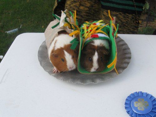 guinea pig burritos