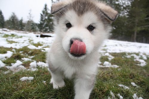 huskie