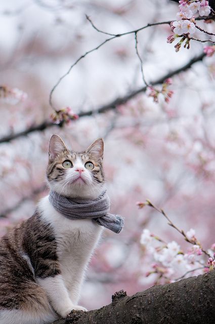 kitty in scarf