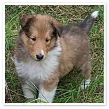 miniature collie