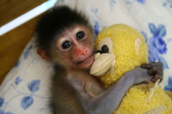 monkey loves monkey.