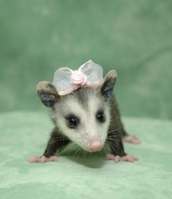 possums are cute.