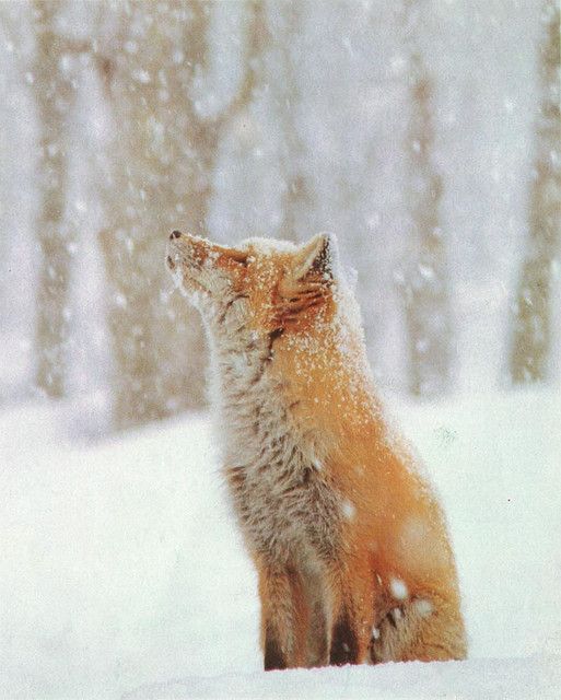 "red fox in snow" this is one of my favorite wildlife shots…stunning