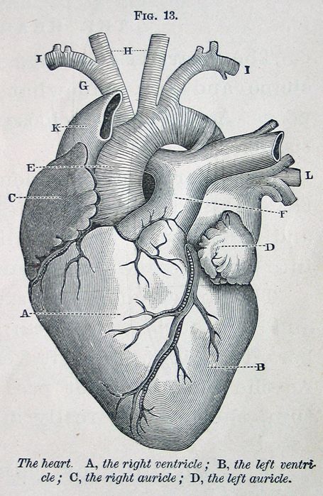 the human heart.