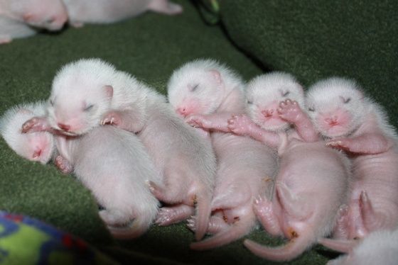 tiny ferrets!