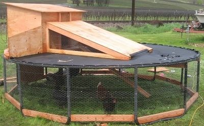 trampoline chicken coop