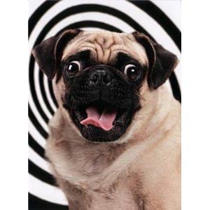 twilight zone pug