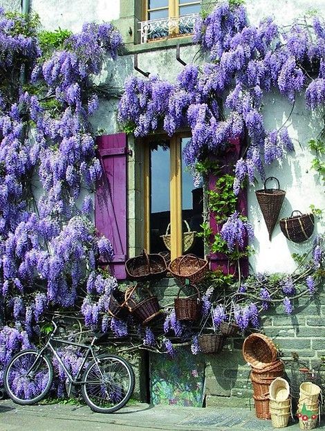 wisteria window dressing