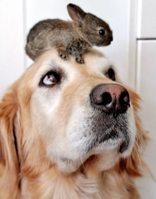 A Retriever has become surrogate mother to two baby rabbits. Six-year-old Koa ha