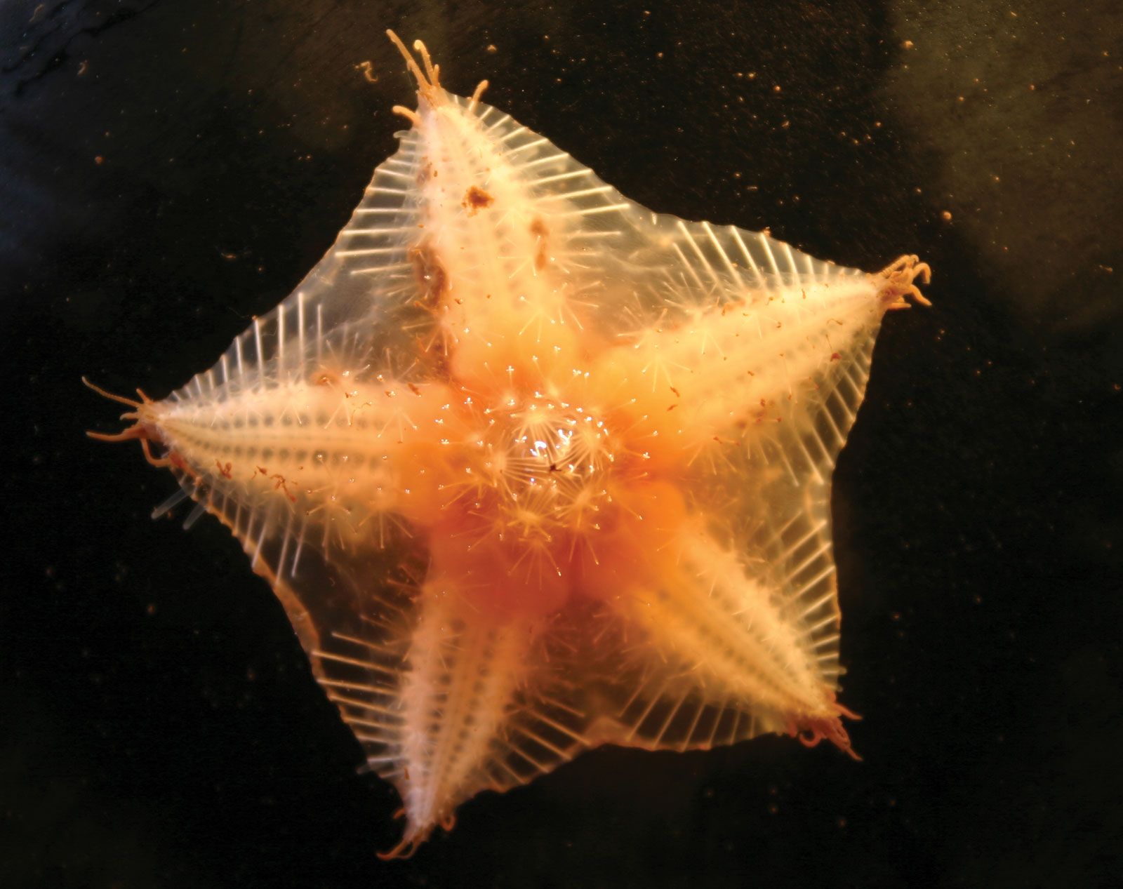 An Arctic sea star discovered on the floor of the deep sea.