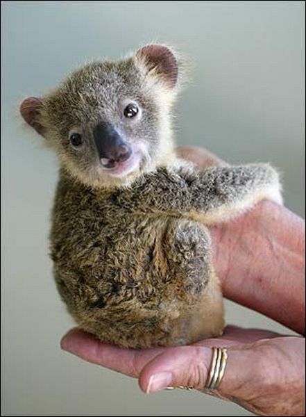 Baby Koala #Koala