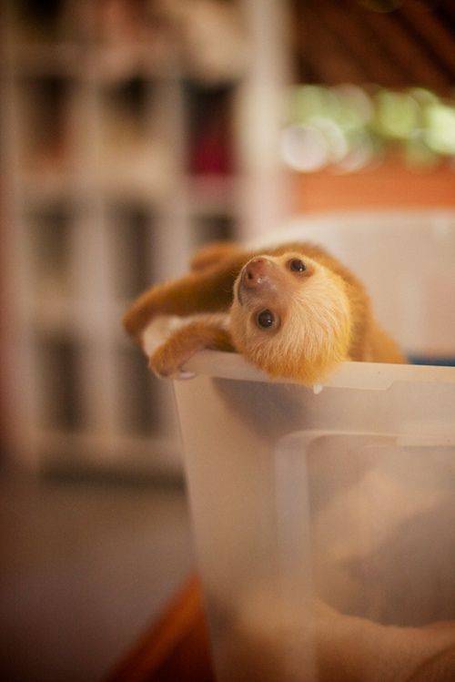 baby sloth.