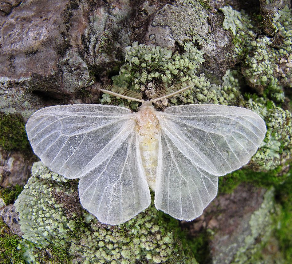 Beautiful translucent white moth.