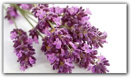 Botanical name: lavandula augustifolia    Possible uses: abcesses, acne, allergi