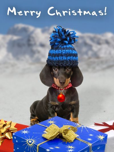 Christmas Dachshund