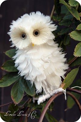 Cutest OWL ever.