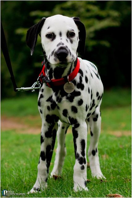 Dalmatian