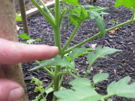 De-suckering tomatoes – Make sure you do this with your tomato plants everyone!
