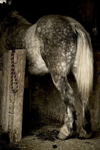 Draft Horse In The Stable