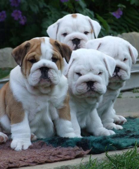 English bulldog puppies