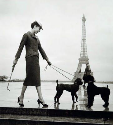 French poodles in Paris