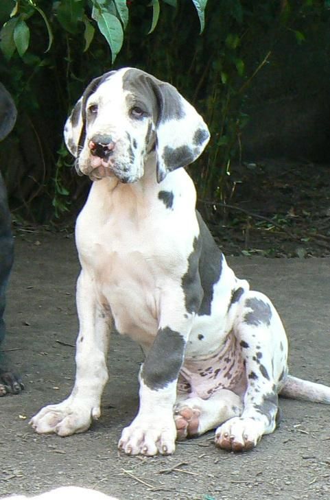 Great Dane Puppy