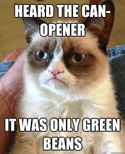 Grumpy Cat- that FACE!!  Heard the can-opener -it was only green beans (ha!)