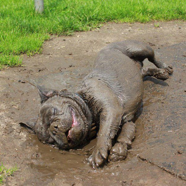 Happy mud dog!