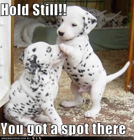 I love dalmations too. I used to have a beautiful Dalmatian. I miss her!!