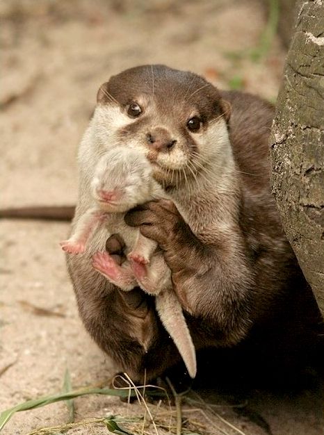 Mother and her baby otter :)