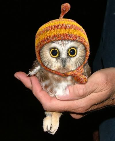 My craft heart just burst with joy at this photo. But do you think the owl likes