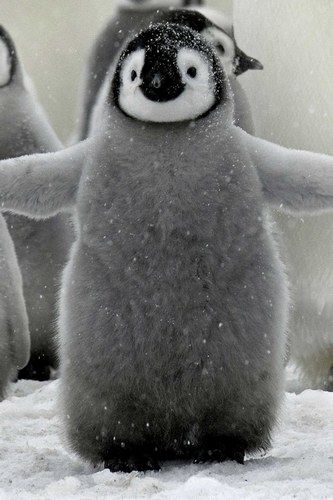 Nothing beats a fluffy baby penguin