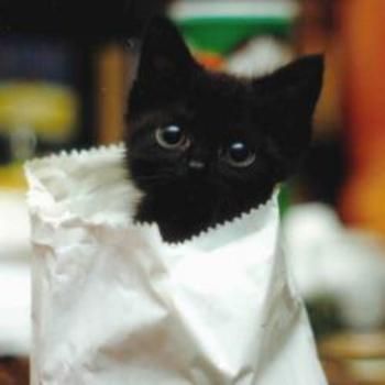 Ohmygosh! Kitten in a bag!