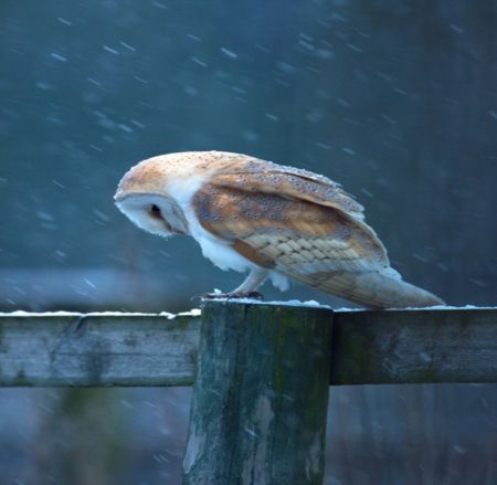 Owl in rain –