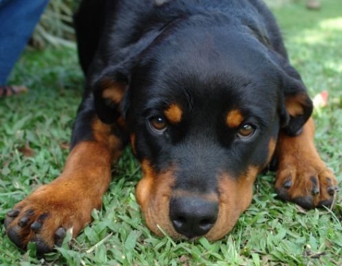 Rottweiler pensieroso  Rottweiler