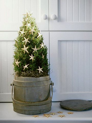 Topiary Christmas Tree  —  Delicate starfish on a rosemary topiary mimic tradit
