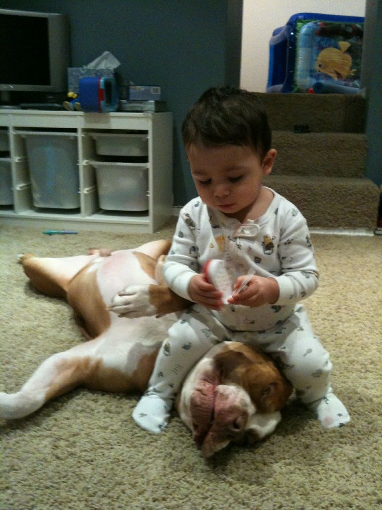 Vicious child attacks helpless pit bull!