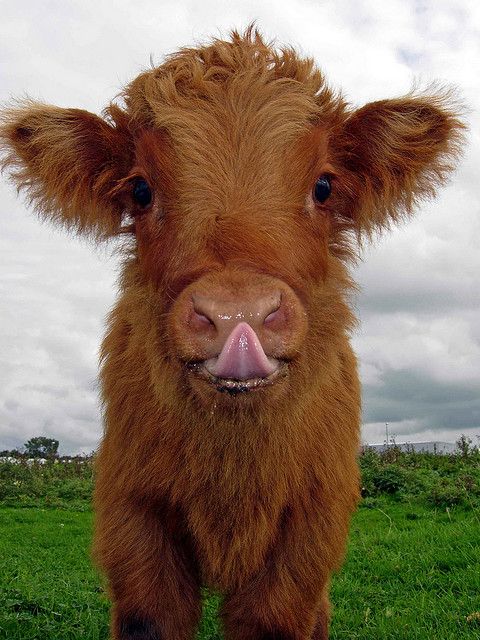 calf