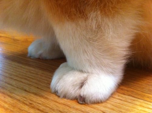 corgi cankle – could they get any shorter??