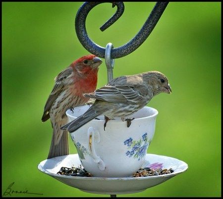 cup and saucer