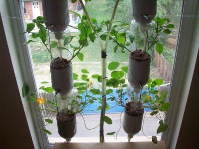 hydroponics from windowfarms