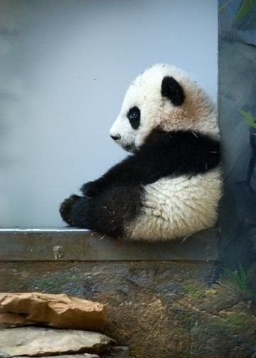 panda. panda. panda. panda.