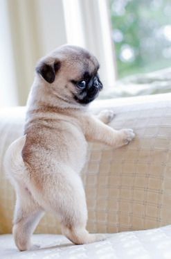 pug