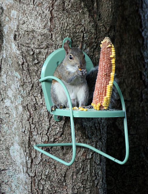 squirrel chair!!! so freaking cute!