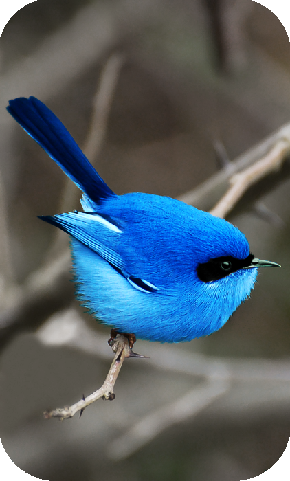 the blue fairy wren of Australia