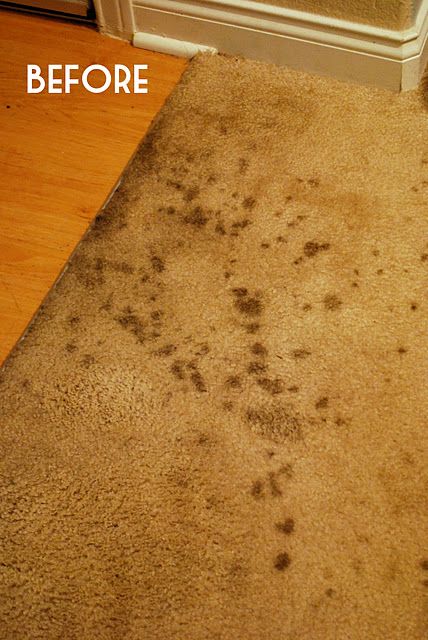 vinegar and dishwashing liquid to remove old carpet stains