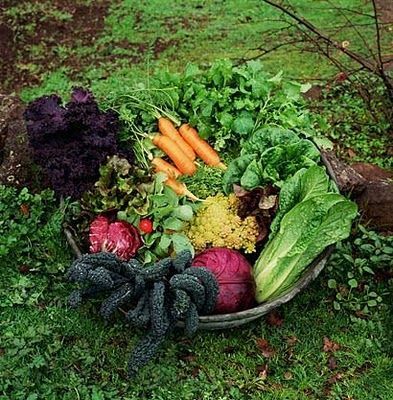 Basics of Planning Vegetable Garden- I love the pics!