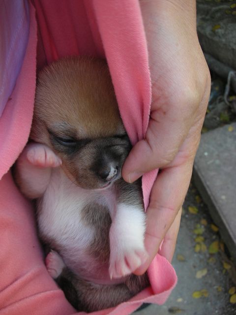 Boxer puppy 14 days old
