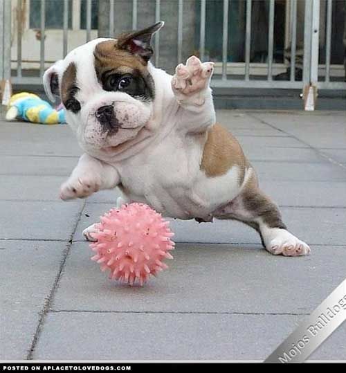 Bulldog Puppy Saves The Day!